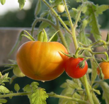 tomatoes-70560_1280