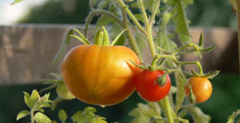 tomatoes-70560_1280