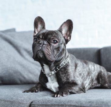 Cute french bulldog lying on grey sofa