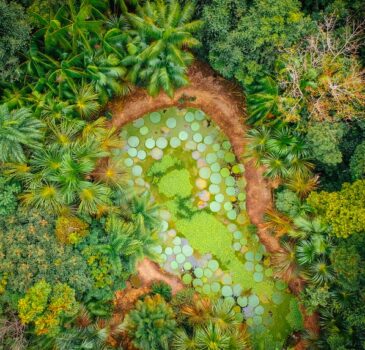 Jardim Botânico de Manaus